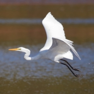 Ardea alba at Wellington Point, QLD - 19 Jul 2023