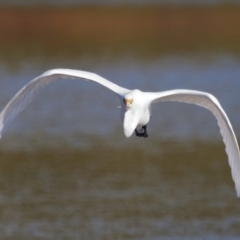 Ardea alba at Wellington Point, QLD - 19 Jul 2023 02:07 PM