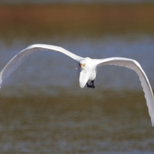 Ardea alba at Wellington Point, QLD - 19 Jul 2023