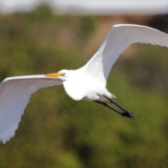 Ardea alba at Wellington Point, QLD - 19 Jul 2023 02:07 PM