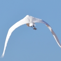 Ardea alba at Wellington Point, QLD - 19 Jul 2023