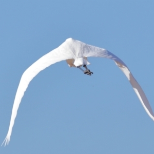 Ardea alba at Wellington Point, QLD - 19 Jul 2023