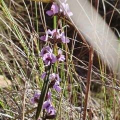 Hovea heterophylla (Common Hovea) at Rugosa - 22 Jul 2023 by SenexRugosus