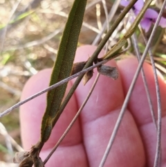 Hovea heterophylla at Yass River, NSW - 22 Jul 2023