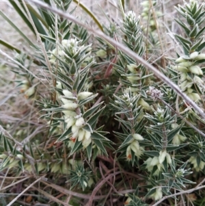 Melichrus urceolatus at Fadden, ACT - 23 Jul 2023 07:17 AM