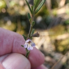 Prostanthera nivea var. nivea (Snowy Mint-bush) at Yass River, NSW - 22 Jul 2023 by SenexRugosus
