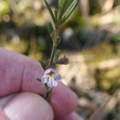 Prostanthera nivea var. nivea (Snowy Mint-bush) at Rugosa - 22 Jul 2023 by SenexRugosus