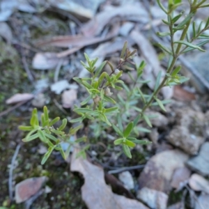 Prostanthera nivea var. nivea at Yass River, NSW - 22 Jul 2023 03:54 PM