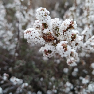 Leucopogon attenuatus (Small-leaved Beard Heath) at Wanniassa Hill - 22 Jul 2023 by KumikoCallaway