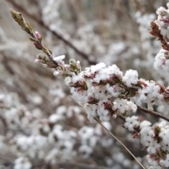 Leucopogon attenuatus at Fadden, ACT - 23 Jul 2023