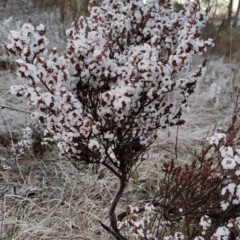 Leucopogon attenuatus at Fadden, ACT - 23 Jul 2023
