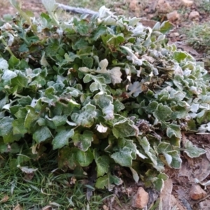 Arctotheca calendula at Tuggeranong, ACT - 23 Jul 2023