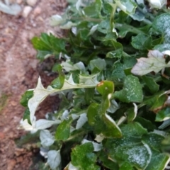 Arctotheca calendula at Tuggeranong, ACT - 23 Jul 2023