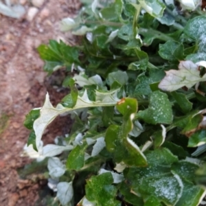 Arctotheca calendula at Tuggeranong, ACT - 23 Jul 2023