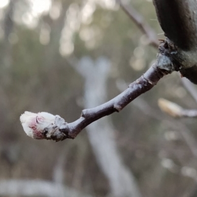 Pyrus sp. (An Ornamental Pear) at Wanniassa Hill - 20 Jul 2023 by KumikoCallaway