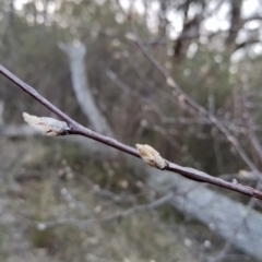 Pyrus sp. at Fadden, ACT - 21 Jul 2023