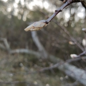 Pyrus sp. at Fadden, ACT - 21 Jul 2023 07:56 AM