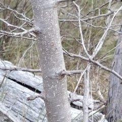 Pyrus sp. at Fadden, ACT - 21 Jul 2023