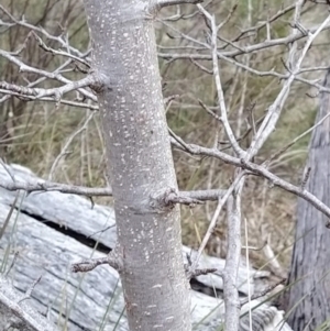 Pyrus sp. at Fadden, ACT - 21 Jul 2023