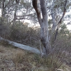 Pyrus sp. at Fadden, ACT - 21 Jul 2023