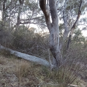 Pyrus sp. at Fadden, ACT - 21 Jul 2023 07:56 AM