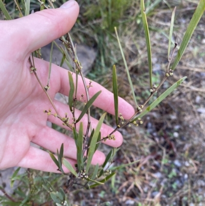 Acacia dawsonii (Dawson's Wattle) at The Ridgeway Reserve - 4 Jul 2023 by natureguy