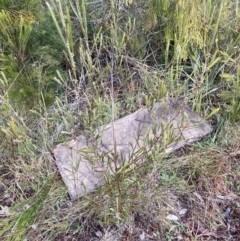 Acacia dawsonii at Queanbeyan East, NSW - 4 Jul 2023 03:26 PM