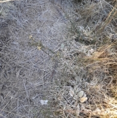 Discaria pubescens (Australian Anchor Plant) at Rendezvous Creek, ACT - 22 Jul 2023 by VanceLawrence