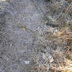 Discaria pubescens at Rendezvous Creek, ACT - 22 Jul 2023