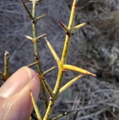 Discaria pubescens at Rendezvous Creek, ACT - 22 Jul 2023