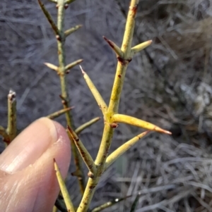 Discaria pubescens at Rendezvous Creek, ACT - 22 Jul 2023 10:09 AM