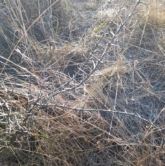 Discaria pubescens at Rendezvous Creek, ACT - 22 Jul 2023