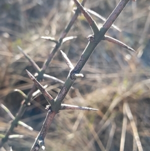 Discaria pubescens at Rendezvous Creek, ACT - 22 Jul 2023