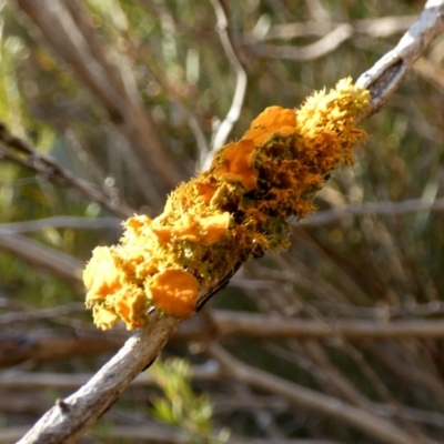 Teloschistes sp. (genus) (A lichen) at QPRC LGA - 22 Jul 2023 by Paul4K