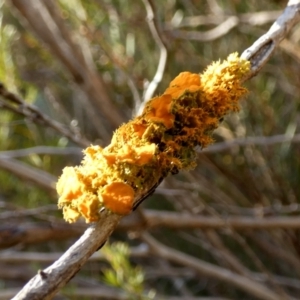 Teloschistes sp. (genus) at Queanbeyan West, NSW - 23 Jul 2023