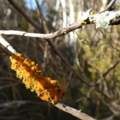 Teloschistes sp. (genus) at Queanbeyan West, NSW - 23 Jul 2023