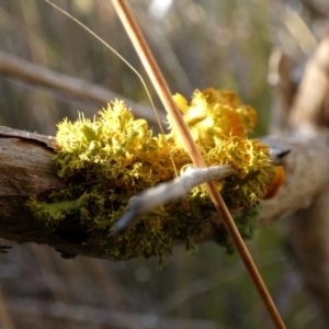 Teloschistes sp. (genus) at Queanbeyan West, NSW - 23 Jul 2023