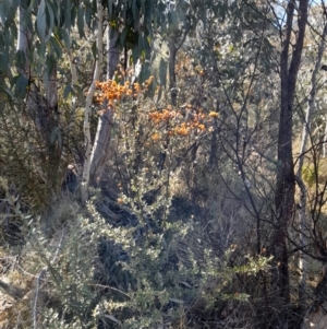 Bursaria spinosa subsp. lasiophylla at Rendezvous Creek, ACT - 22 Jul 2023