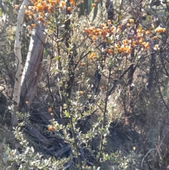 Bursaria spinosa subsp. lasiophylla at Rendezvous Creek, ACT - 22 Jul 2023