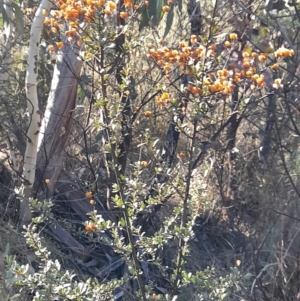 Bursaria spinosa subsp. lasiophylla at Rendezvous Creek, ACT - 22 Jul 2023