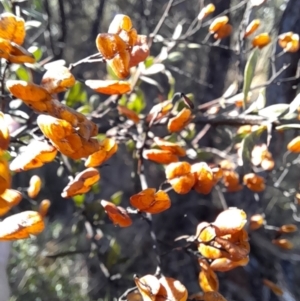 Bursaria spinosa subsp. lasiophylla at Rendezvous Creek, ACT - 22 Jul 2023