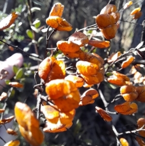 Bursaria spinosa subsp. lasiophylla at Rendezvous Creek, ACT - 22 Jul 2023