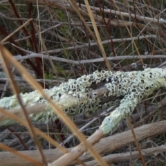 Flavoparmelia sp. (Flavoparmelia Lichen) at Bicentennial Park - 22 Jul 2023 by Paul4K