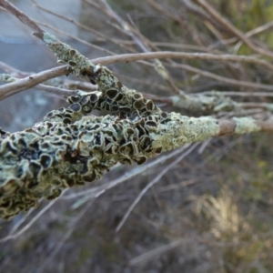 Flavoparmelia sp. at Queanbeyan West, NSW - 23 Jul 2023