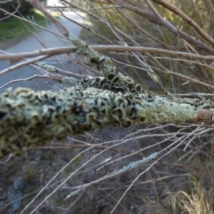 Flavoparmelia sp. at Queanbeyan West, NSW - 23 Jul 2023