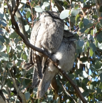Podargus strigoides (Tawny Frogmouth) at Queanbeyan West, NSW - 23 Jul 2023 by Paul4K