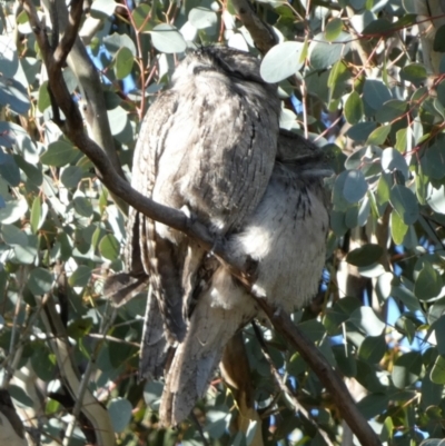 Podargus strigoides (Tawny Frogmouth) at Bicentennial Park - 22 Jul 2023 by Paul4K