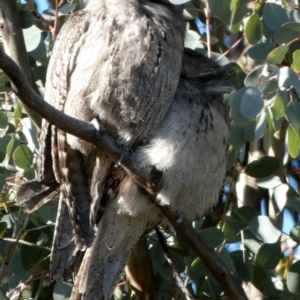 Podargus strigoides at Queanbeyan West, NSW - 23 Jul 2023 08:56 AM