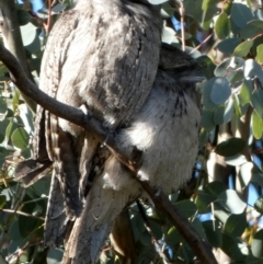 Podargus strigoides at Queanbeyan West, NSW - 23 Jul 2023