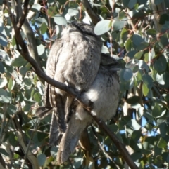 Podargus strigoides at Queanbeyan West, NSW - 23 Jul 2023 08:56 AM